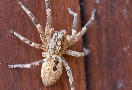 Zoropsis spinimana-1