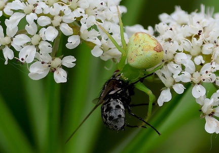 Ebrechtella tricuspidata