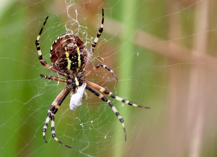 Argiope bruennichi-1