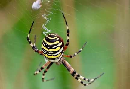 Argiope bruennichi-11