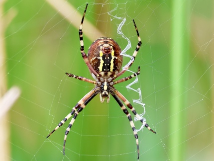 Argiope bruennichi-12