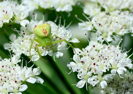 Ebrechtella tricuspidata-1