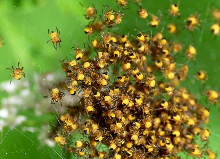 Araneus diadematus-5