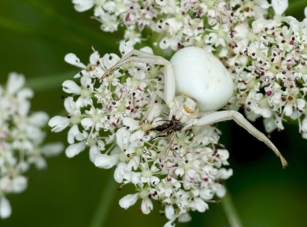 Misumena vatia-6