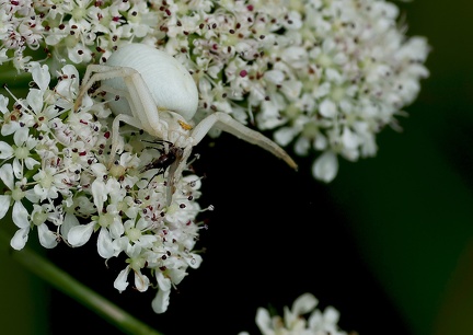 Misumena vatia-61