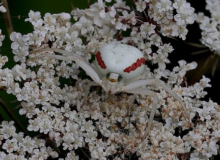 Misumena vatia