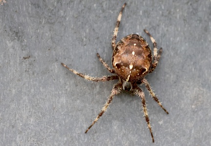 Araneus diadematus-1