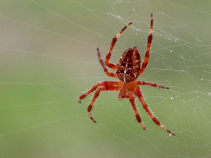 Araneus diadematus-4