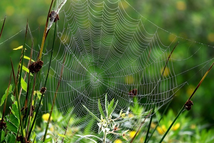 Toile d'araignée
