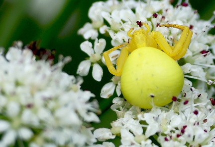 Misumena vatia-1
