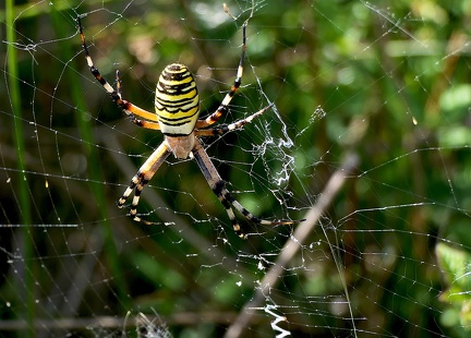 Argiope bruennichi
