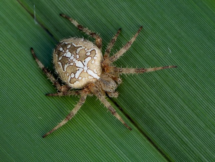 Araneus diadematus
