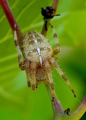 Araneus diadematus-2