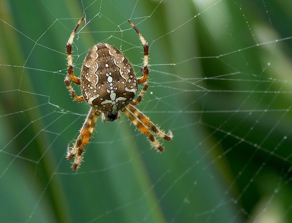 Araneus diadematus-3