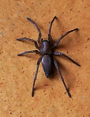 Scotophaeus blackwalli