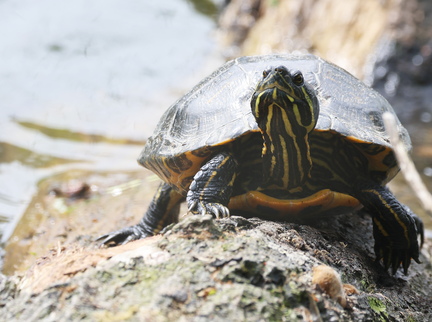 Trachemys scripta elegans
