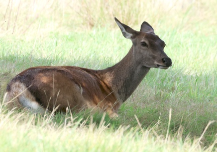 Blastocerus dichotomus