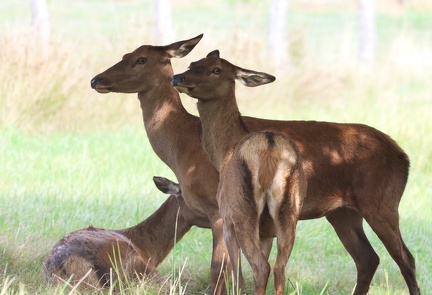 Blastocerus dichotomus-1