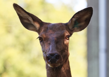 Blastocerus dichotomus-11