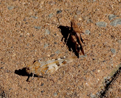 Orthoptera_Oedipoda caerulescens-2