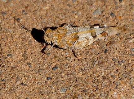 Orthoptera_Oedipoda caerulescens-3