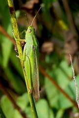 Orthoptera_Paracinema tricolor