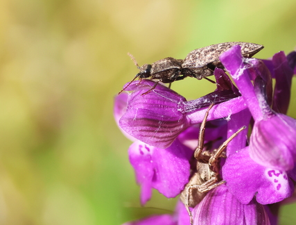 Agrypnus murinus