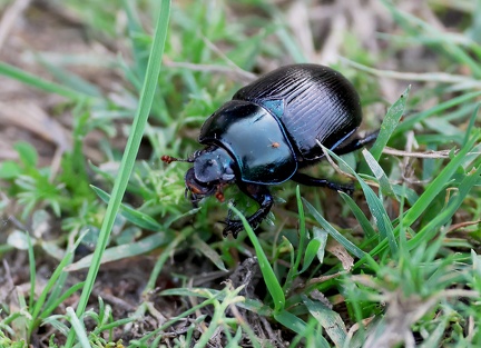 Coleoptera_Anoplotrupes stercorosus-1