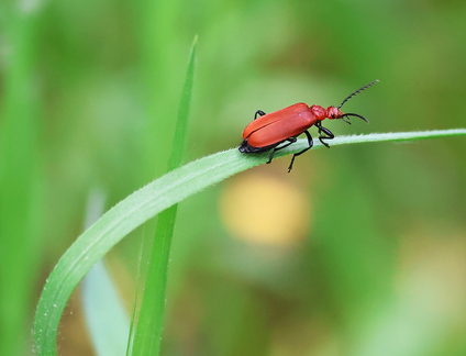 Pyrochroa serraticornis-5