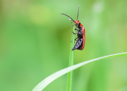 Pyrochroa serraticornis-51