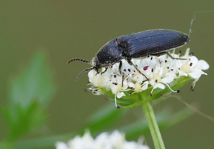 Coleoptera_Hemicrepidius hirtus