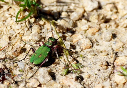 Coleoptera_Cicindela campestris
