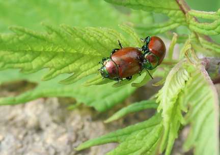 Chrysolina polita-1