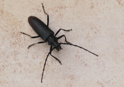 Coleoptera_Cerambyx cerdo