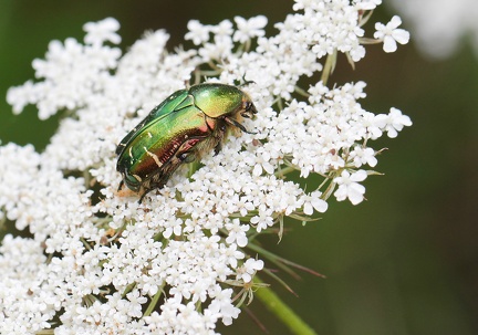 Coleoptera_Cetonia aurata