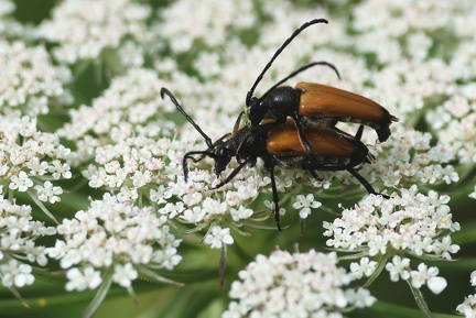 Coleoptera_Steictoleptura fulva-3
