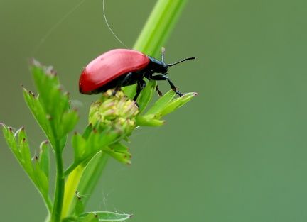 Coleoptera_Chrysomela populi-1