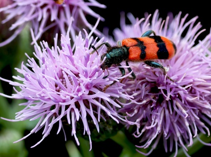 Coleoptera_Trichodes apiarius-4