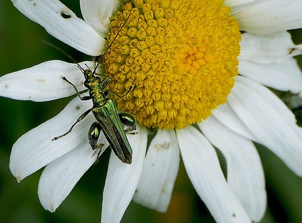 Coleoptera_Oedemera nobilis