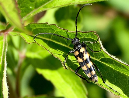 Coleoptera_Leptura quadrifasciata