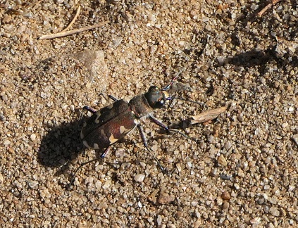 Coleoptera_Cicindela hybrida-2