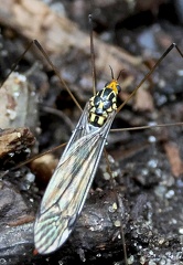 Diptera_Nephrotoma quadrifaria-1
