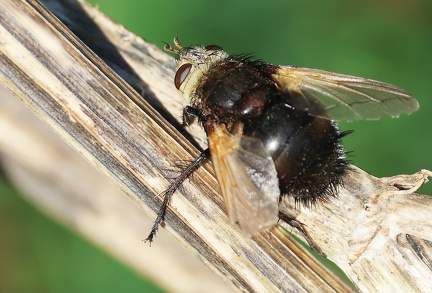 Diptera_Tachina grossa-22