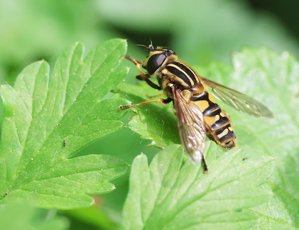 Helophilus pendulus-3