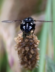 Diptera_Bombylella atra-1