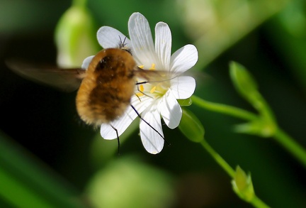 Diptera_Systoechus ctenopterus