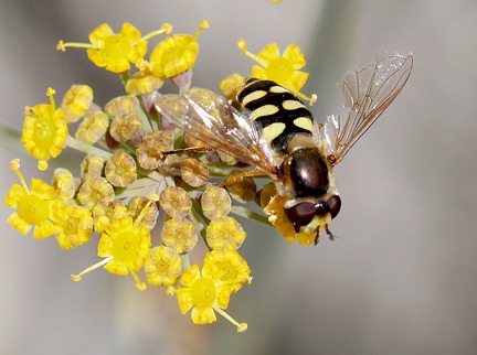 Diptera_Eupeodes corollae