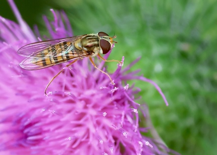 Diptera_Episyrphus balteatus