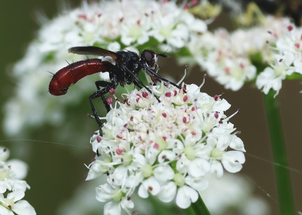 Diptera_Cylindromyia bicolor-1