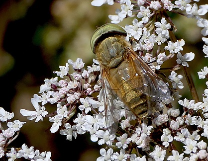 Diptera_Atylotus fulvus